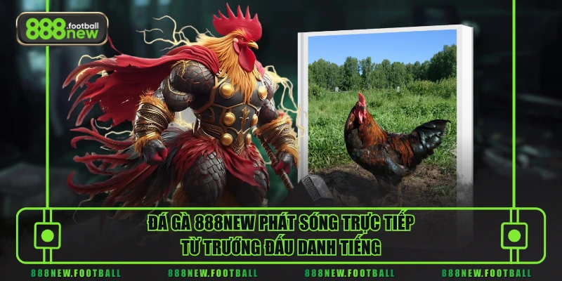 Đá Gà 1 Đá gà 888NEW phát sóng trực tiếp từ trướng đấu danh tiếng