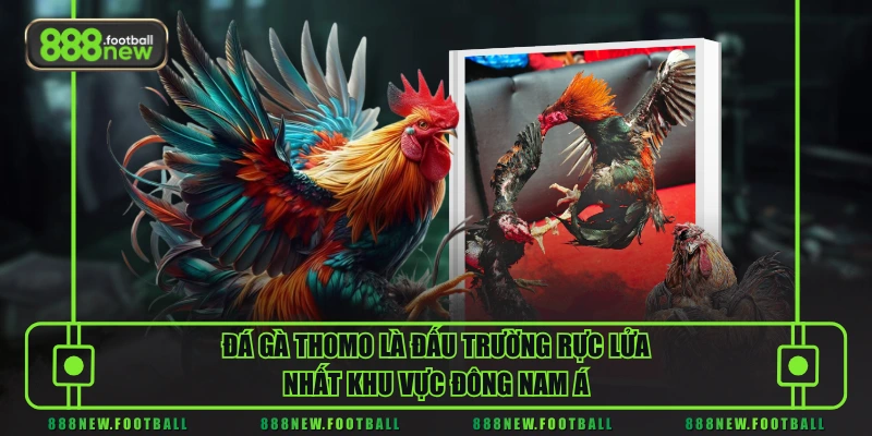 Đá Gà Thomo - Mãn Nhãn Con Mắt Với Những Cú Đá Hiểm Hóc 1 Đá gà Thomo là đấu trường rực lửa nhất khu vực Đông Nam Á