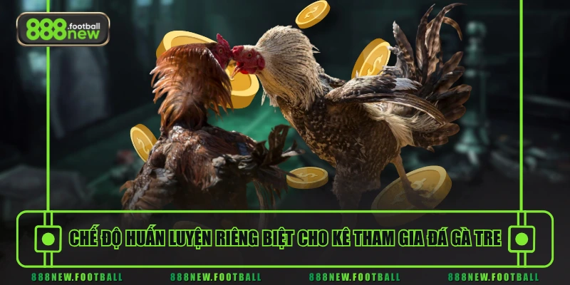 Đá Gà Tre Là Gì - Tìm Hiểu Cơ Bản Từ A Đến Z Cho Người Mới 3 Chế độ huấn luyện riêng biệt cho kê tham gia đá gà tre